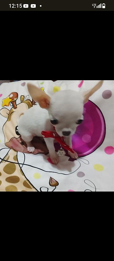 Psi: MINI ČIVAVE. Mini čivave oba pola kristalno bele, zlatne i na lalafo.rs — 6 Psi: MINI ČIVAVE. Mini čivave oba pola kristalno bele, zlatne i — 6