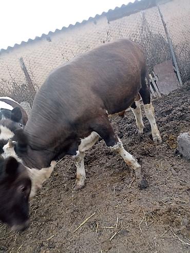 Коровы, быки: Продаю | Бык (самец) | На откорм — 2