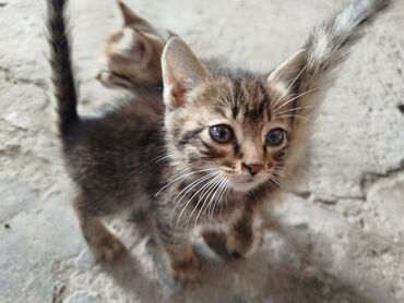 Продажа кошек: Беспородная, 2 месяца, Мальчик