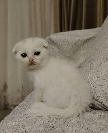 Pişiklər: Şotland yastı qulaq, Dişi, Yaxşı əllərə, Ünvandan götürmə — 10