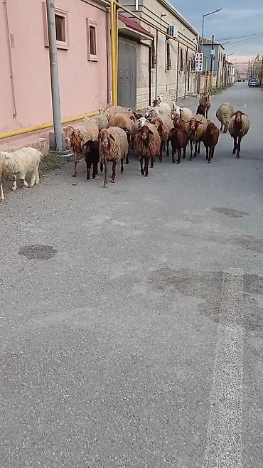 qoyun satişi: Salam. 16 ana bala 3 subay. kom sekilde satilir. etrafli z vuru — 8