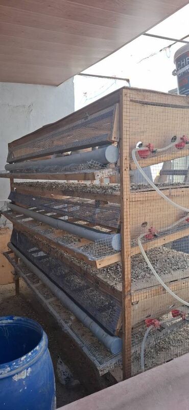 Грызуны: Bildircin saxlamaq ucun qefes satilir.ozum duzeltmisem.1 ildi isdifade