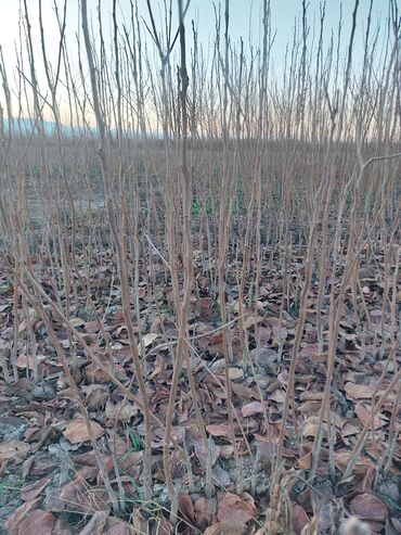 Tinglər: Xurma (persimmon) tingləri – torf komları ilə - Növ: şirin xurma — 6