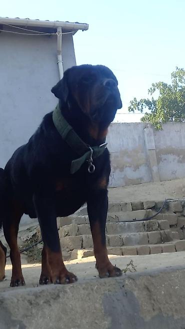 döyüş itləri: Rotveyler, 2 ay, Erkək, Peyvəndli, Ünvandan götürmə — 5