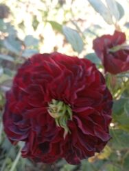 Çöl bitkiləri: Saqı Gülçülük – Tərtərin ən gözəl gülləri Bir gül təkcə ətriylə deyil — 31