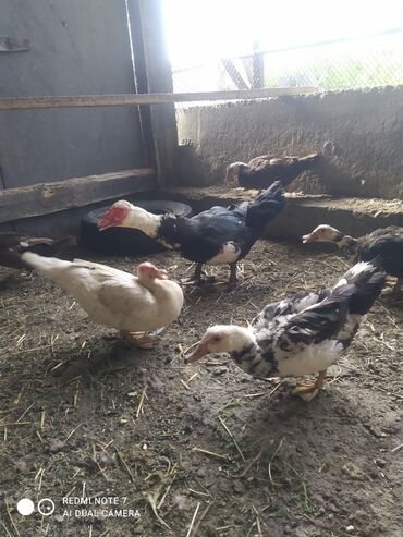 птица ферма: ИНДА утки на разведение(уточки) несутся и(селезни по 1200)