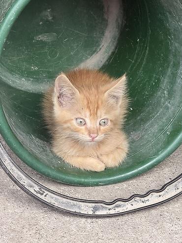 Үй жаныбарлары: Котята, помёт из нескольких малышей разной окраски: - рыжие и кремовые — 5