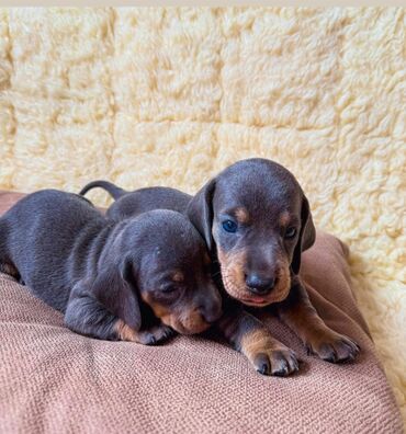 Psi: Jaze malog rasta oštenjene 23.08.2025.Uvezena genetika iz — 8