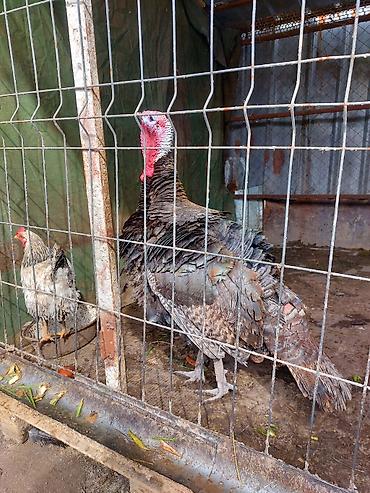 Индюки: Продаю | Индюк (самец) | Для разведения | Племенные — 9