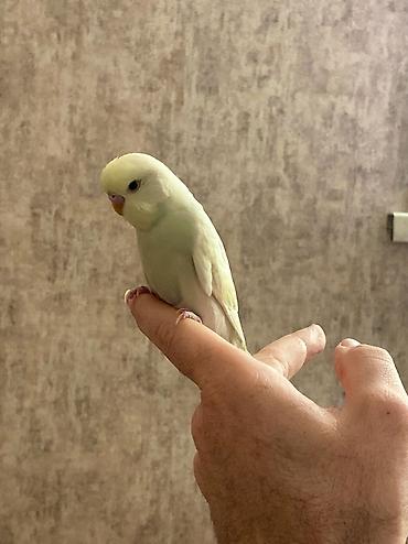 mini toy pudel: Əl quşu.Oyun oynamağı sevir,qəfəsdə qalmağı sevmir.
Dişləmir — 2