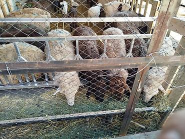 живой корм: Кормушка аштоо акыр кой баран на 7 голов обмен на баранов — 5