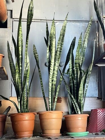 çia toxumu qiyməti: Üç ədəd Sansevieria bitkisi.(Peyğəmbər qılıncı) Bu bitkilər uzun, düz