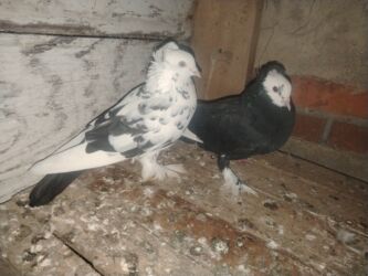 Gəmiricilər: Başlıq: Qara ağ baş, ağ qənəd, kekilli–ləkəli; ala çil