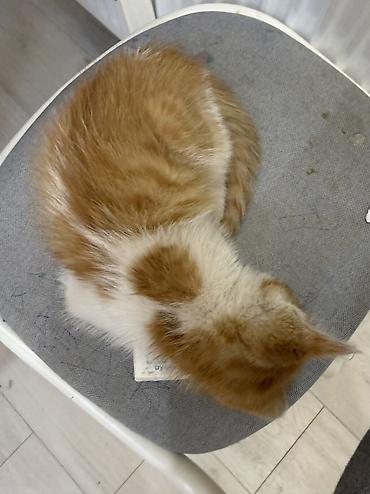 веб камера талас: 🐱 Отдам котёнка в добрые руки ❤️ Милому рыженькому котёнку 2 месяца 🧡 — 3