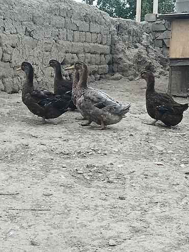 korella tutuqusu haqqında: Blue Rouen Ördekleri. Xarici sort ordekler.(Ətrafli məlumat — 4