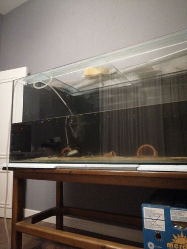 аквариум баку: Akvarium satilir 160 60 60 ölçüləri 12lik suse den sump sistem en
