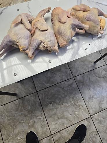 Продукты питания: Куры несушки оптом и в розницу — 1
