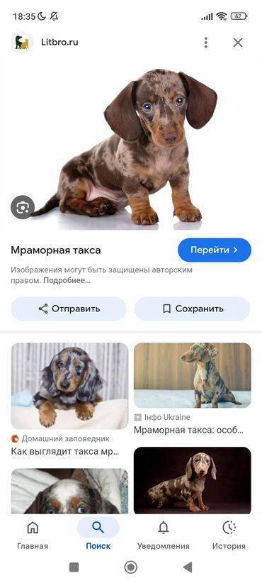 сколько стоит той терьер: Такса, 1 айлык, Эркек