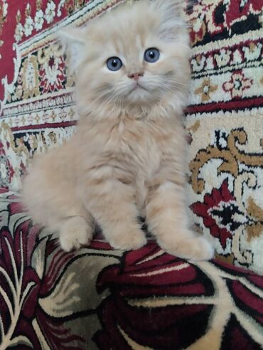 pisik cutlesdirmek: Продаются персидские котята приучены к лотку и корму. Очень ласковые
