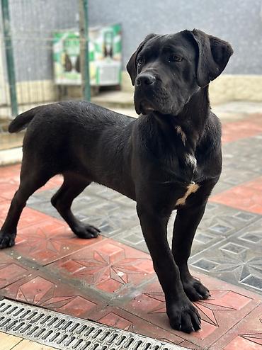 İtlər: 2 Ədəd Erkək və Dişi. Cane Corso Təmiz Qan – həm həyət, həm də ailə — 6