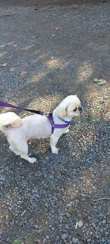 labrador it: Pekines