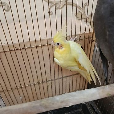 gence quşlar: Qefessiz 60anat Nimfa (Cockatiel) cütü Məhsulun tərkibi: - 2 ədəd — 2