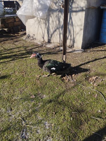 Ördəklər: Salam super damazliq ve kesimlik ucun agir heyvanlardi ag krasnadarlar — 9