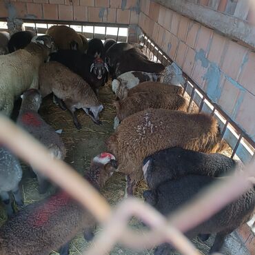 Quzu: Salam hervaxdız xeyir saxlamlıq quzularm cxdı satqa isdiyen elaqe — 9