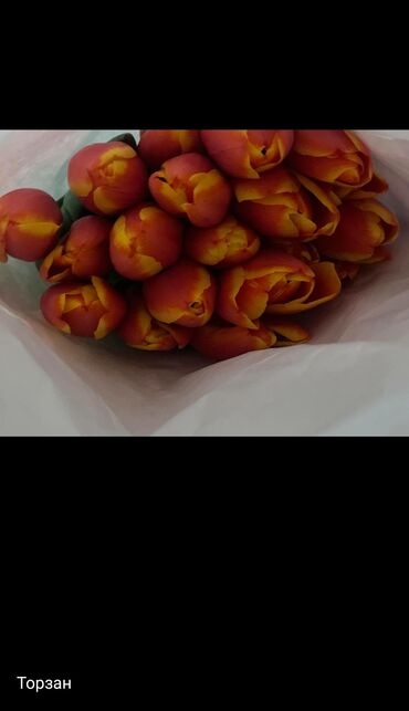 саженцы роз: Продаю тюльпаны .
тюльпан 🌷 сатылат .
20шт ойдо