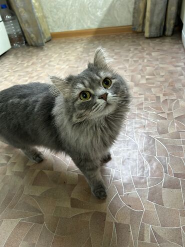 сиамские коты: Отдам кошку в добрые и заботливые руки. Привита, стерилизованная