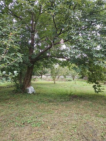 kreditle torpaq sahesi: 31 sot, Tikinti, Kupça (Çıxarış) — 9