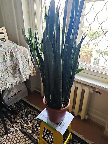 guller ve adlari: Sansevieria – böyük ölçülü dəhliz, ofis küncləri, pəncərə yanı — 3