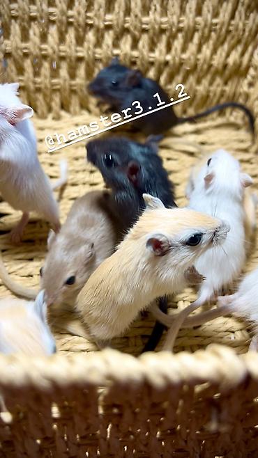 Хомяки: Продаются РУЧНЫЕ песчанки. От них НЕТ ЗАПАХА, как от хомячков и крыс — 8