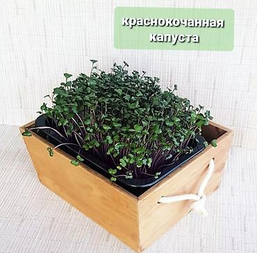 Микрозелень: Микрозелень и молодые травы в кассетах - Ассортимент: микрозелень — 8