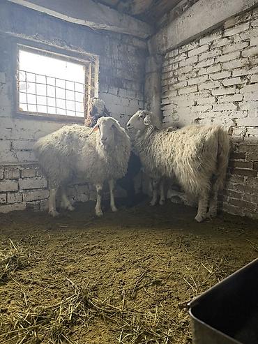 Баран, овца: Продаю | Овца (самка) | На забой, Для разведения | Матка — 3