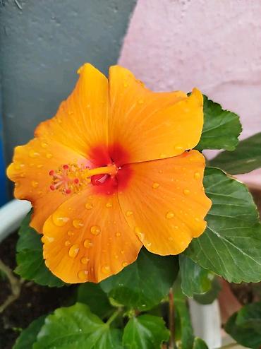 ucuz gul: Məhsul: Hibiskus (Çin qızılgülü) – narıncı/sarı rəngli, qırmızı — 1