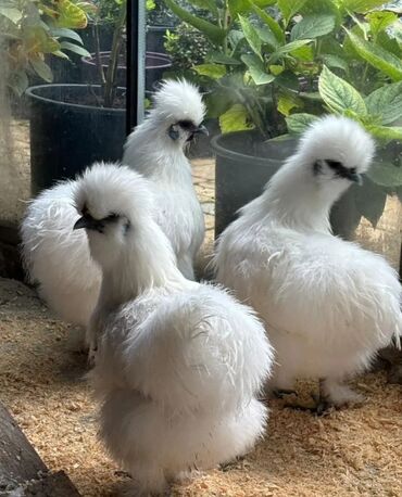 продажа домашних кур: Продаю | Куры, Петух