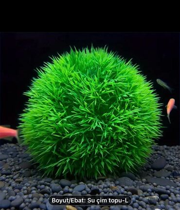 Akvarium aksessuar və ləvazimatları: Salam. Akvarium ləvazimatları satılır. Təzə vəziyyətdədir. Heç — 12