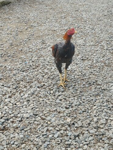 Xoruzlar: Aseel tipli uzunayaqlı cücərti/ceylək xoruz - Uzun və güclü sarı — 1