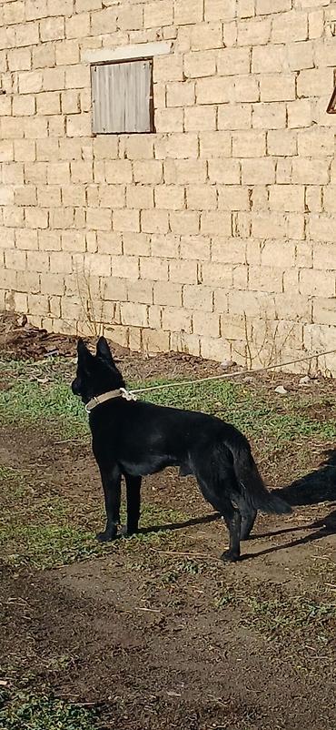 İtlər: Alman çoban iti, 11 ay, Erkek, Peyvəndli — 6