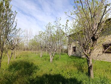 kiraye yolu ile satilan evler: 60 sot, Biznes üçün, Mülkiyyətçi, Kupça (Çıxarış), Bələdiyyə
