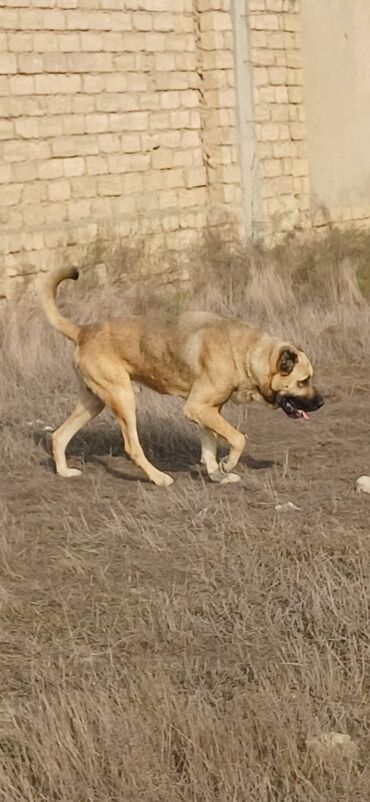 İtlər: Kanqal, 3 il, Erkek, Peyvəndli, Ödənişli çatdırılma — 9