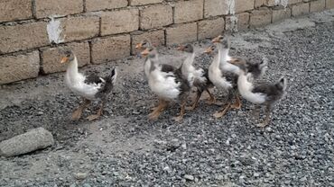 ineklerin satisi: Yerli 2 aylıq qaz balaları satıram.Qiyməti 15 AZN.Real alıcılar