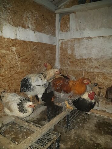 Куры, петухи: Продаю | Куры, Петух | Домашняя | На забой, Для разведения, Несушки — 6