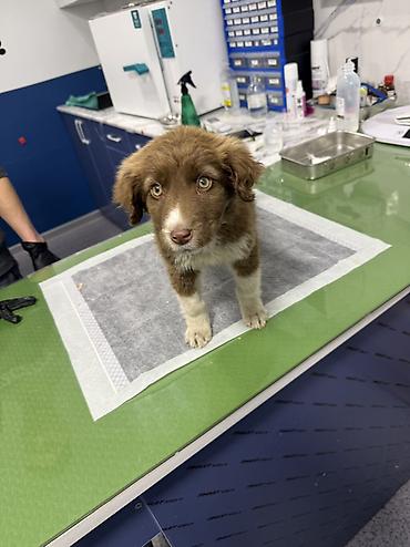 Отдам даром собаку: Собака даром: 3 месяца, Самка — 6