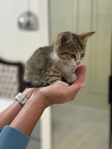 домик для котов: 2 Котята полосатого окраса (табби) с белой грудкой и лапками