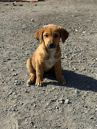 sobaka dog: Щенки смешанных пород - Возраст: примерно 2–3 месяца (по фото — — 2