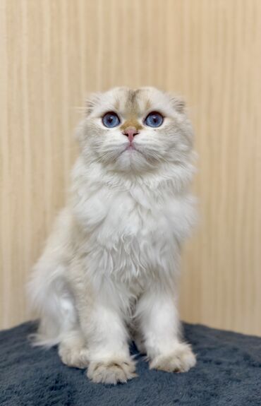 бенгальская кошка домашняя: Ит кууту: Скотиш Фолд (Шотландиялык шалпаң кулак), Эркек, 1 жаш, Документтери менен, Эмделген, Алтын шиншилла