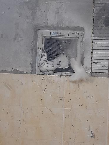 ev quşları haqqında melumat: Hazır cüt pavlinlər. ağ dişi. o biri erkəydi. heç bir xəstəliyi yoxdu — 2