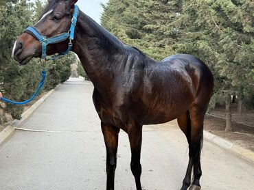 Atlar: Erkək, il: 5, Ünvandan götürmə — 8